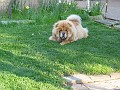 20110410_Aqua_Chow 162